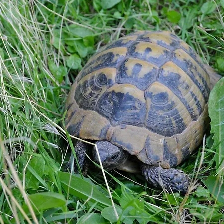 Thalia Отель Калампака