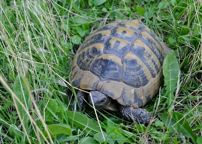 Thalia Hotel Kalambaka